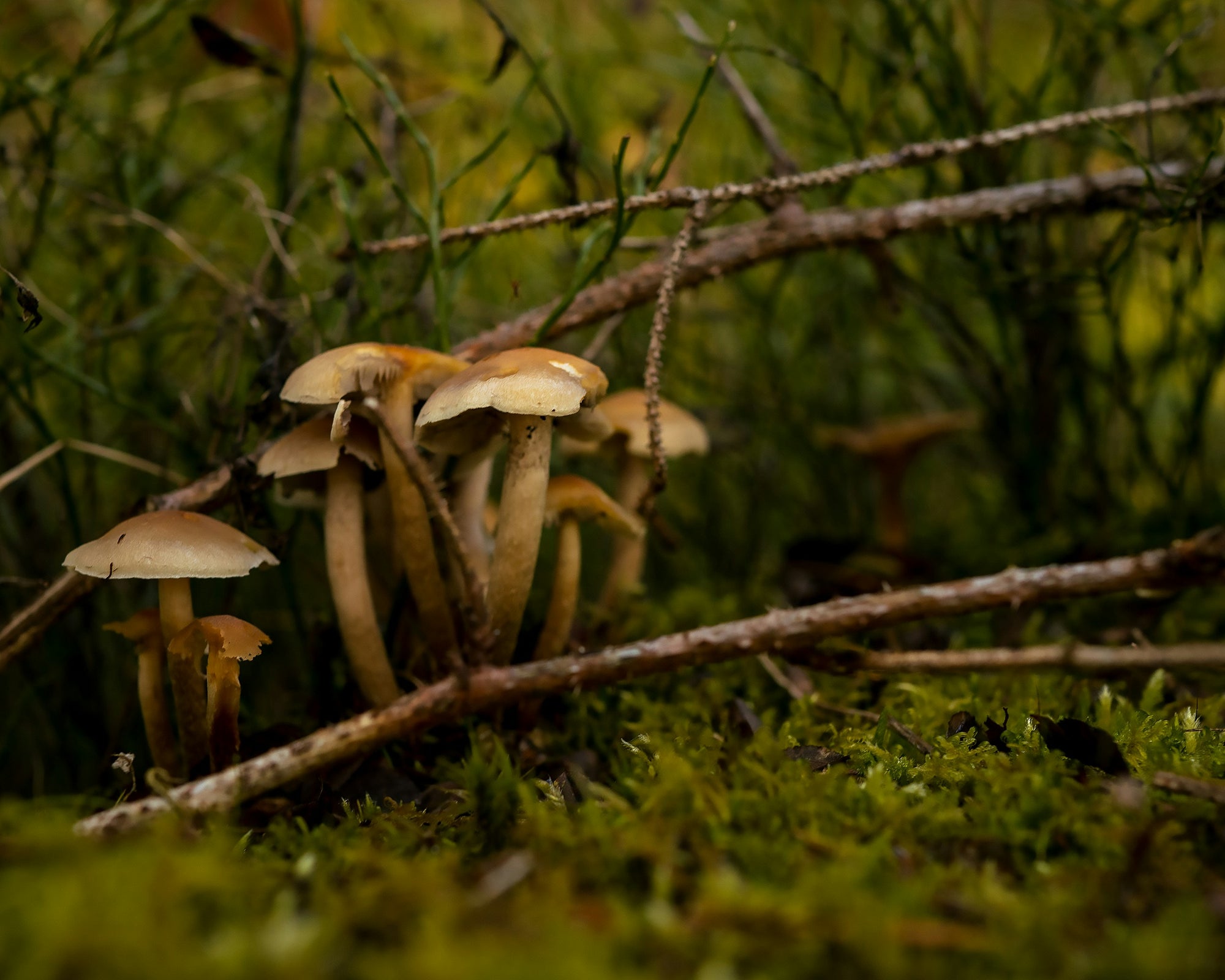 From Farm to Family: The Super Mushroom Journey